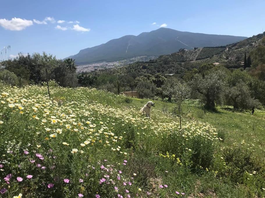 Penthouse Apartment, Cortijo Fruitful Hills Màlaga Exteriér fotografie